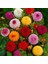 20 Adet Yıldız Dahlia Soğanı Yumrusu .12 Farklı Renk.. 7 cm Yumru.yeni Mahsul. 4