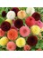 20 Adet Yıldız Dahlia Soğanı Yumrusu .12 Farklı Renk.. 7 cm Yumru.yeni Mahsul. 5