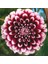 5 Adet Yıldız Soğanı Dahlia Avignon Soğanı 1 Adet Dev Yıldız Çiçeği Boy 100 cm 2
