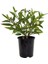 Saksılı Bol Verimli Kavun Aromalı Pepino Fidanı 10-20 cm 1