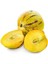 Saksılı Bol Verimli Kavun Aromalı Pepino Fidanı 10-20 cm 2