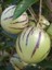 Saksılı Bol Verimli Kavun Aromalı Pepino Fidanı 10-20 cm 4
