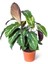Calathea Louisae Dua Çiçeği 10-20 cm 1