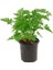 Sardunya Itır Çiçeği Fidanı 15-25 cm 1