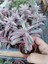 Kalanchoe Pink Butterflies Succulent Pembe Aşkın Gözyaşı Sukulent 1