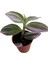 Tradescantia Nonuk Telgraf Çiçeği Fidanı 10-20 cm 1