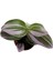 Tradescantia Nonuk Telgraf Çiçeği Fidanı 10-20 cm 2