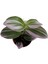 Tradescantia Nonuk Telgraf Çiçeği Fidanı 10-20 cm 3