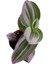 Tradescantia Nonuk Telgraf Çiçeği Fidanı 10-20 cm 4