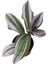 Saksıda Tradescantia Nanouk Telgraf Çiçeği 10-20 cm 1