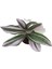Saksıda Tradescantia Nanouk Telgraf Çiçeği 10-20 cm 2