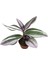 Saksıda Tradescantia Nanouk Telgraf Çiçeği 10-20 cm 3