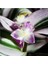 Saksıda Tradescantia Nanouk Telgraf Çiçeği 10-20 cm 4