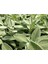 Adaçayı Şalba Fidanı 15-25 cm (Salvia Officinalis) 2