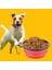 Katlanabilir Kedi-Köpek Mama ve Su Kabı | Taşınabilir & Çevre Dostu 1