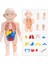 NO.232 Tarzı Çocuklar Için Montessori 3D Puzzle Insan Vücudu Anatomi Modeli Eğitici Öğrenme Organları Birleştirme Oyuncak Vücut Organ Eğitim Aracı (Yurt Dışından) 2