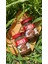 Kakaolu Fındık Kreması 315 gr 1