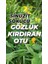 Kırlangıç Otu Fidesi Saksılı30 40CM 1
