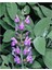 Tıbbi Adaçayı Fidanı Salvia Officinalis 10-20 cm 1