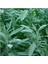 Tıbbi Adaçayı Fidanı Salvia Officinalis 10-20 cm 2