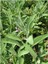 Tıbbi Adaçayı Fidanı Salvia Officinalis 10-20 cm 3