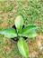 Aşkın Gözyaşı Bitkisi Kalanchoe Laetivirens 2