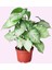 Syngonium Podophyllum 'white Butterfly' - Melek Kanadı Çiçeği Xl - Ev Ofis Salon Iç Mekan Bitkisi 1