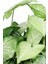 Syngonium Podophyllum 'white Butterfly' - Melek Kanadı Çiçeği Xl - Ev Ofis Salon Iç Mekan Bitkisi 2