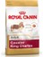 Cavalier King Charles Köpek Mamasi 1.5 kg 1
