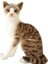 Siyam Kedisi Yavru Kedi Peluş Oyuncağın Simülasyonu (Yurt Dışından) 1
