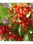 3 Adet Goji Berry Fidanı Kırmızı Sarı Siyah Meyve Karışık.tüplü Aşılı... 1