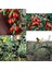 3 Adet Goji Berry Fidanı Kırmızı Sarı Siyah Meyve Karışık.tüplü Aşılı... 2