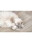 Kedi Oyuncağı, Dondurma ve Kek Şeklinde, Peluş, Kediotlu 7cm Gnzrz 2