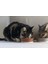 Dbl Kedi Mama Su Kabı, Seramik, Mat Kiremit, 12CM, 300ML Gnzrz 2