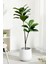 Yapay Ağac Kauçuk Bitkisi 2 Dallı 105 cm (Saksısız) 2