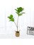 Yapay Ağac Kauçuk Bitkisi 2 Dallı 105 cm (Saksısız) 4