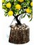 Taş Detaylı Odun Saksıda Yapay Bonsai Ağacı 4
