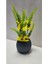 20CM Mini Saksıda Garnitür Lavanta Yapay Bitki 20 cm Dekoratif Banyo Mutfak Masa Çiçeği 2