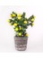 Limon Ağacı Seramik Saksıda Yapay Çiçek 1