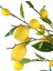 Yapay Limon Dalı 100 cm Yapay Çiçek Limon Ağacı Dalı 2