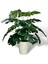 Yapay Çiçek Krem Saksıda Monstera Deve Tabanı Yeşil Doğal Dokulu 18DAL 50 cm Salon Çiçeği Yapay Bitk 4
