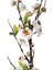 Şeftali Çiçeği Beyaz 80 cm 2