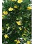 Yapay Sibirya Bezelye Ağacı Caragana Arborescens 180 cm 4