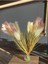 Pampas Otu Dekor Pampas Çiçeği 85 cm 2