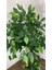 Yapay Benjamin Ağacı Bambu Gövdeli 125 cm 4