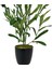 Yapay Çiçek Siyah Saksıda Zeytin Dalı 60 cm 2