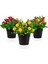 3’lü Set Siyah Mini Plastik Saksıda Yapay Kokina, Limon ve Nar Çiçeği 1