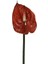 Yapay Antoryum Çiçeği Canlı Dokunuş Kahverengi 40 cm 3