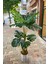 Monstera Yapay Ağaç 170 cm 4