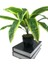 Yapay Çiçek Masengena Sansevieria 12 Dal 40*50 cm Salon Çiçeği Plastik Siyah Saksılı Yapay Bitki 2